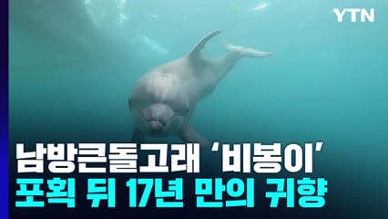 남방큰돌고래 '비봉이' 방류...17년 만의 귀향 / YTN