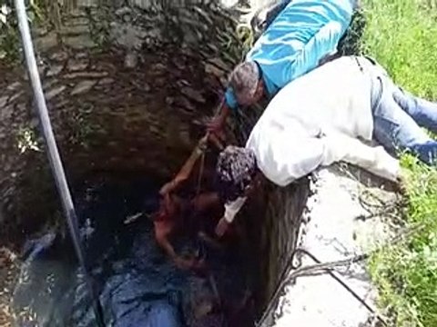 video: कुएं में कूद बचाई वन्यजीव की जान