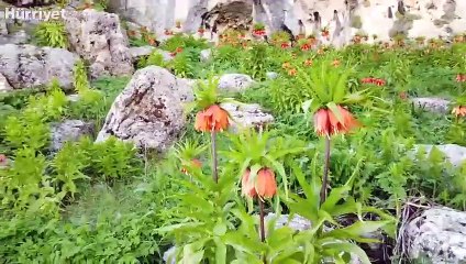 Kahramanmaraş'ta "ağlayan gelin"ler tam bir görsel şölen oluşturuyor