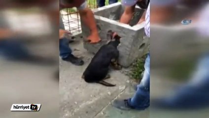 Yaramaz köpek kafasını beton saksıya sıkıştırınca