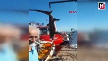Fethiye'de balıkçıların ağlarına 2 köpek balığı takıldı