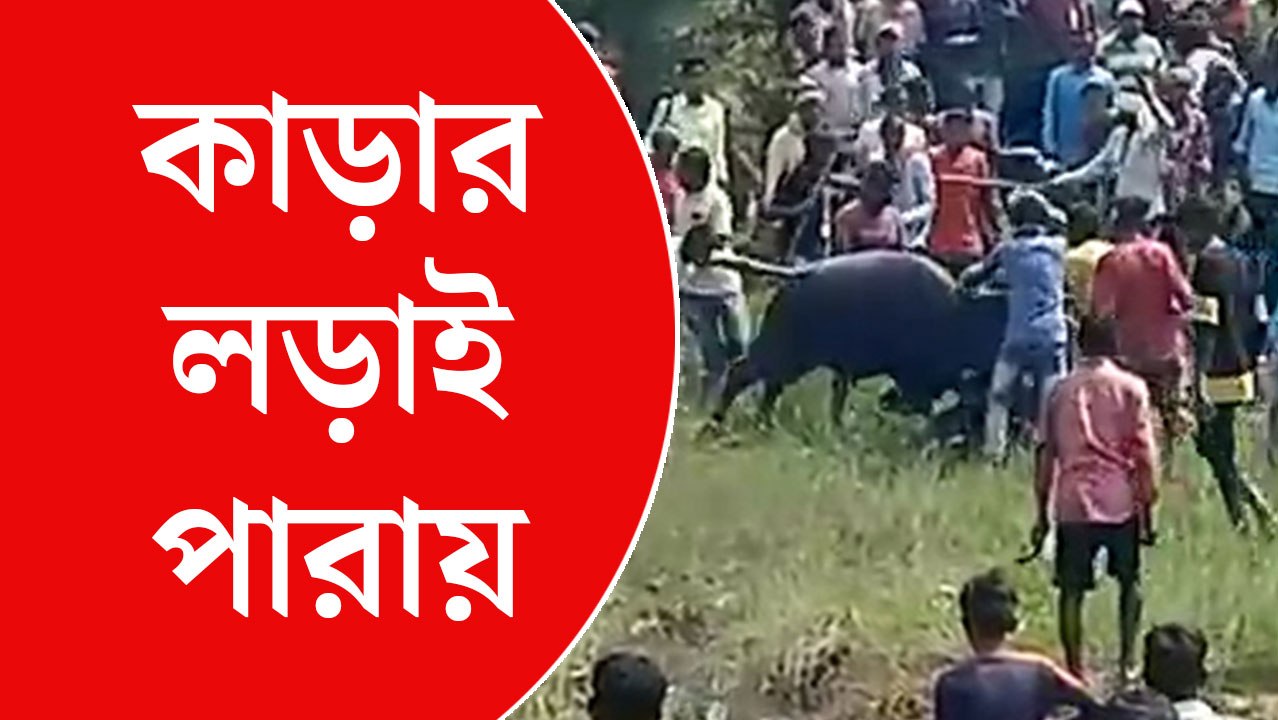 মোষের গুঁতোয় মৃত্যু হল প্রৌঢ়ের, পুরুলিয়ায় ‘কাড়া’ চলাকালীন ঘটল দুর্ঘটনা
