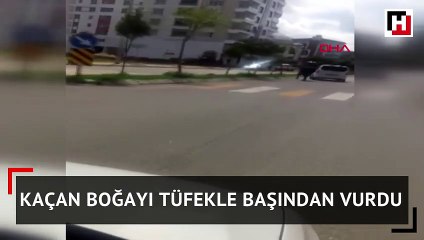 Kaçan boğayı tüfekle başından vurdu