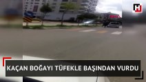 Kaçan boğayı tüfekle başından vurdu