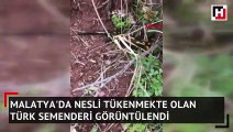 Malatya'da nesli tükenmekte olan Türk Semenderi görüntülendi