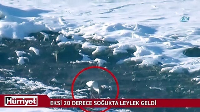 Kars’a eksi 20 derece soğukta leylek geldi