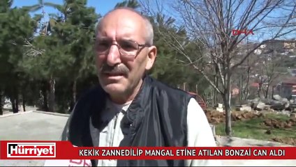 Kekik zannedilip mangal etine atılan bonzai can aldı