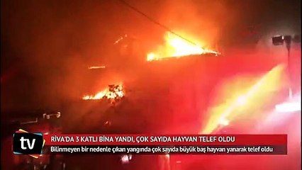 Riva'da bina yandı, çok sayıda hayvan telef oldu