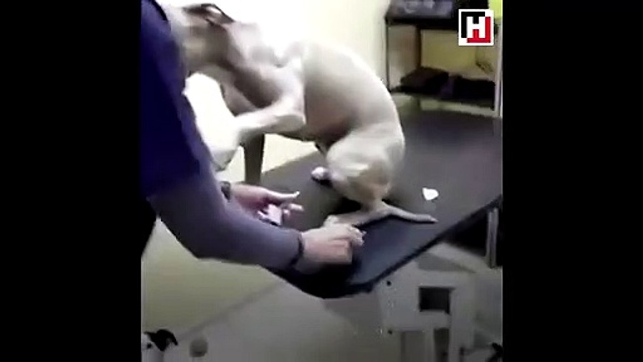 İğne vurulmaktan hiç korkmayan köpek