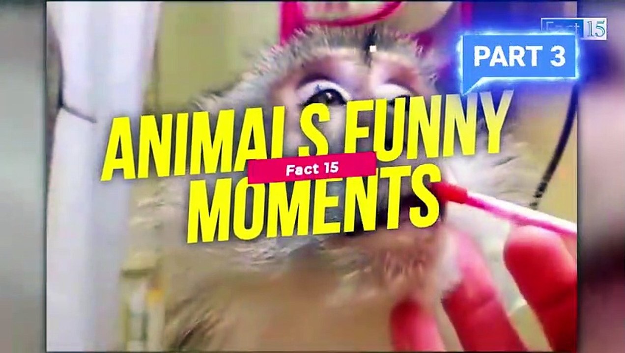 Funny Animals Video