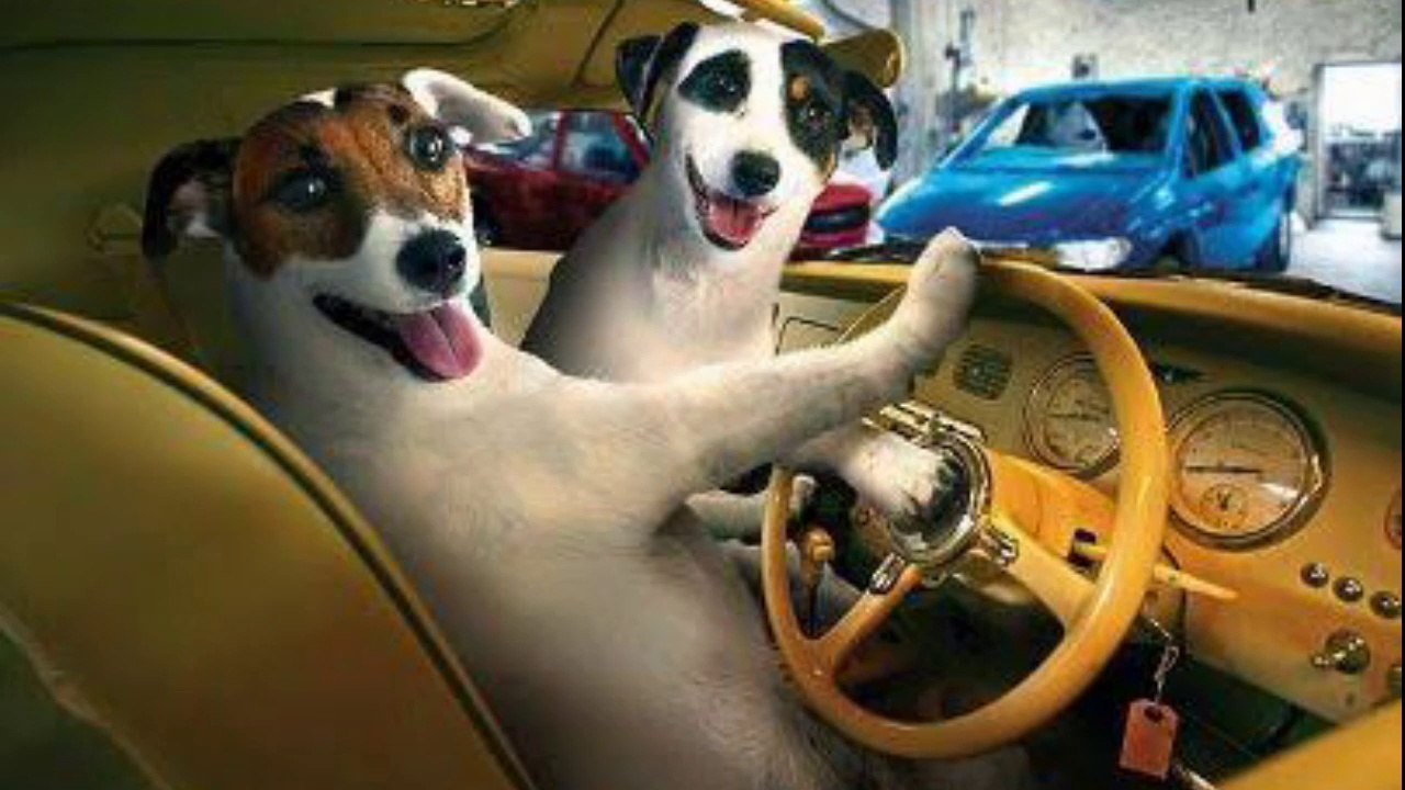 funny animal videos - part #018