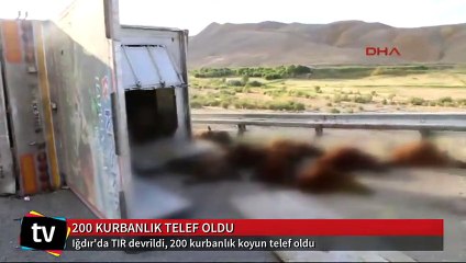 TIR devrildi, 200 kurbanlık koyun telef oldu
