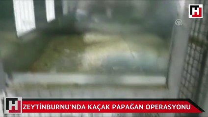 Papağan satmaya çalışırken yakalandılar