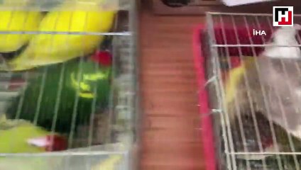 Kaçak papağan operasyonu: 45 papağana el konuldu