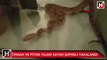 Sosyal medyada timsah, piton yılanı ve jako papağan satan şüpheli yakalandı