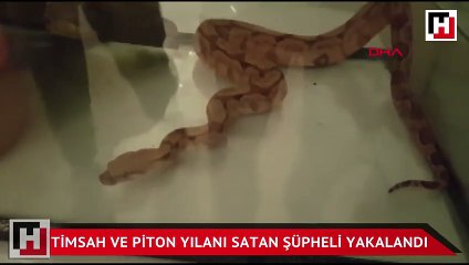 Sosyal medyada timsah, piton yılanı ve jako papağan satan şüpheli yakalandı