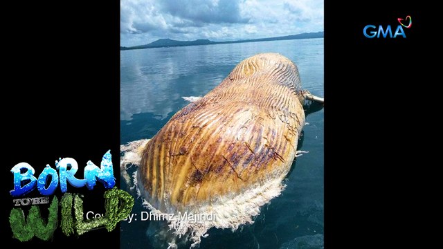 Wild News: Humpback whale found dead in Sulu | Born to be Wild