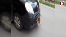 Tampona sıkışan yaralı köpekle trafikte ilerledi