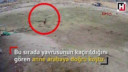 Annesinin yanında yavru keçiyi çalan şüpheliler kamerada