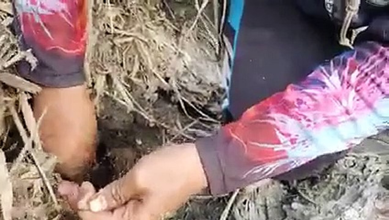 proses belut babon  berhasil dievakuasi dari sarangnya