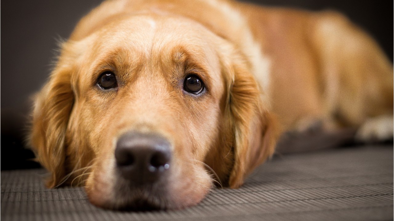 This abandoned dog was found tied to a fence with a heartbreaking note ...