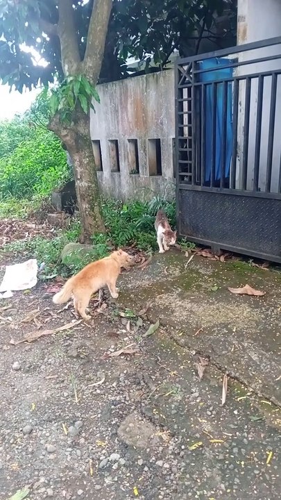 WHAT ARE THEY DOING