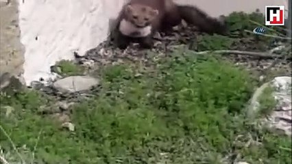 Adliye bahçesinde yakalanan sansar doğaya bırakıldı