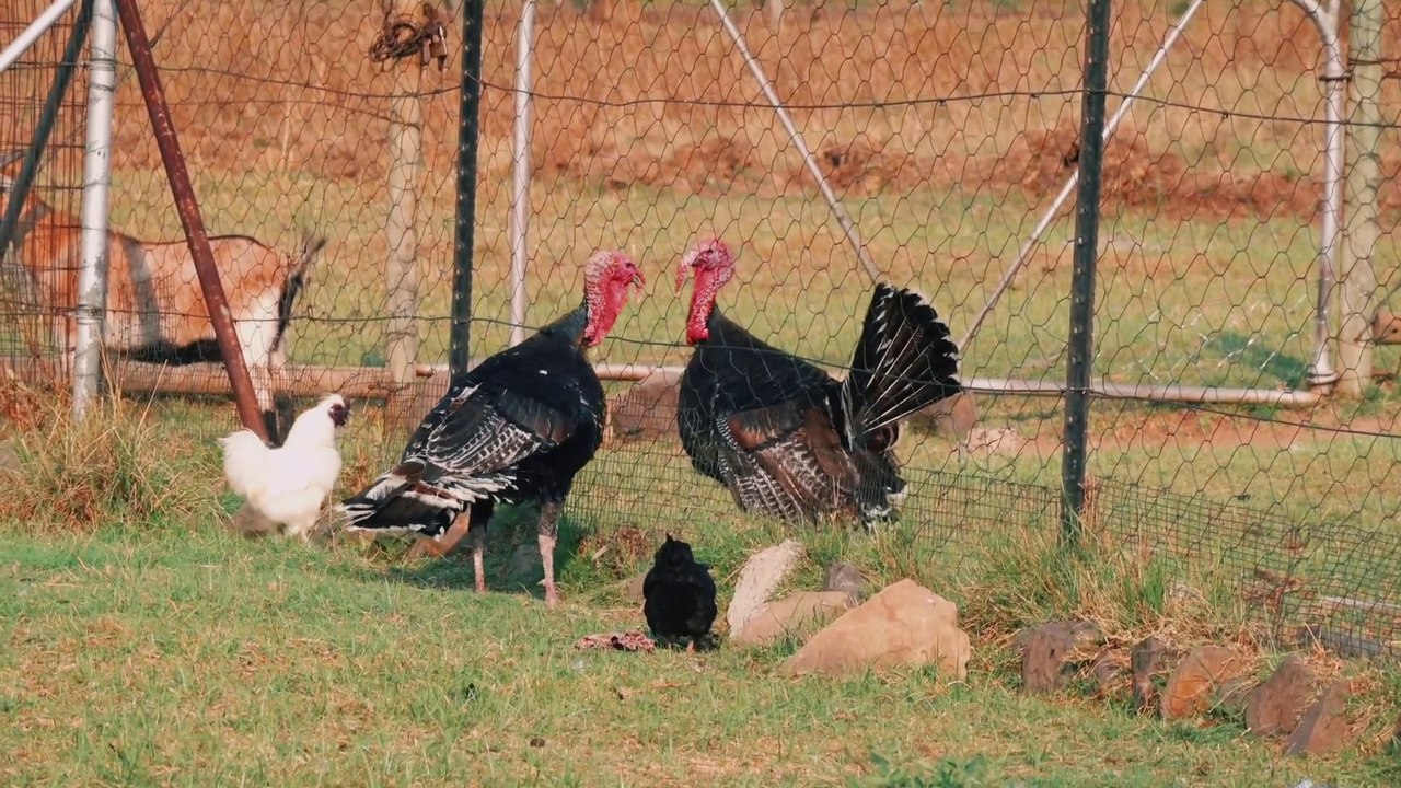 funny animal videos  funny videos comedy videos funny animal videos 2022 #funny animal videos try not to be laugh