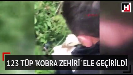 3 milyon lira değerinde 123 tüp 'kobra zehiri' ele geçirildi