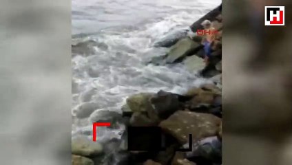 Ölü yunus balığı karaya vurdu