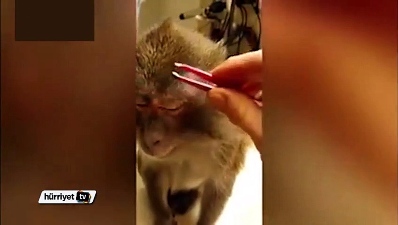 Maymuna makyajlı işkence