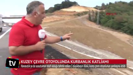 Kuzey Çevre Otoyolu’nda kurbanlık katliamı