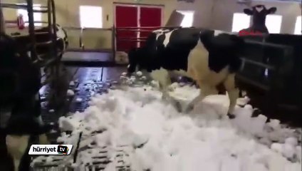 İnekler kar üzerinde keyiften böyle çılgına döndüler