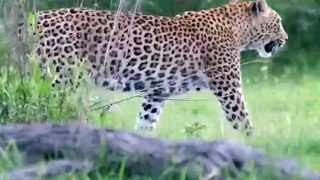 Leopard vs Warthog vs Hyena