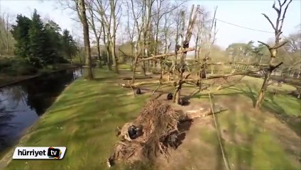 Şempanzeden kameraya beklenmedik tepki