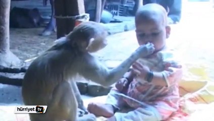 Maymun, küçük kızı adeta evlat edindi