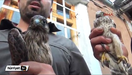 Yaralı yavru kerkenezleri evinde besledi