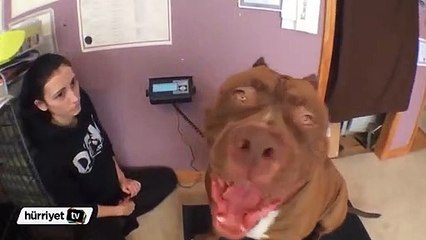 Dünyanın en büyük pitbull köpeği
