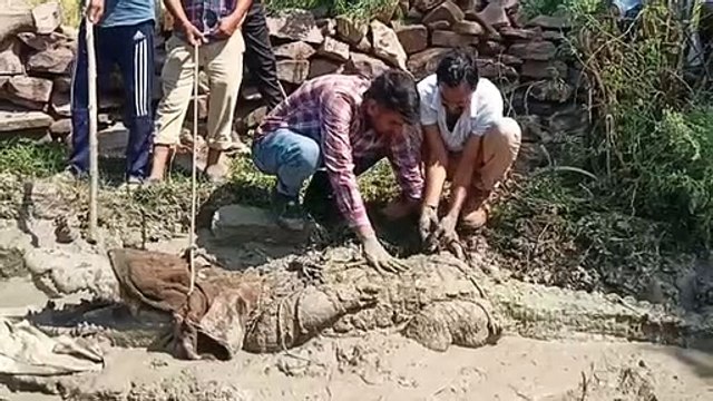 10 फीट लम्बा, 350 किलो का क्रॉकोडायल आया तो मच गया हड़कम्प