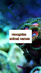 Recognize animal names