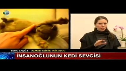 Kedi videolarını neden izliyoruz?