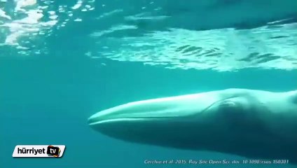 Omura balinaları ilk kez görüntülendi