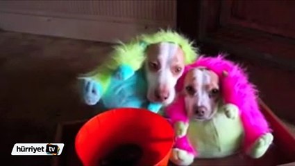 Dünyanın en mutsuz köpekleri