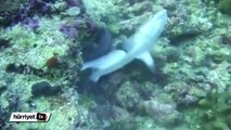 Köpek balığı ile Müren balığının savaşı