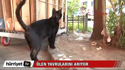 Vahşetin yaşandığı yerde ölen yavrularını arıyor