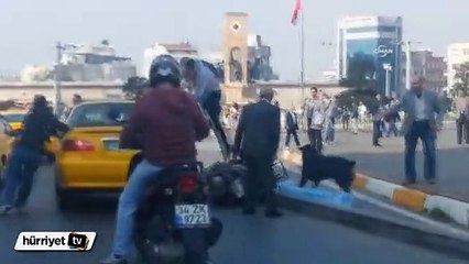 Köpek kavgaya karıştı herkesi dağıttı