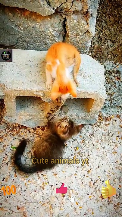 Baby Cats - Cute And Funny Little Cat Videos Compilation | Cat Fighting | Cute Animals Yt