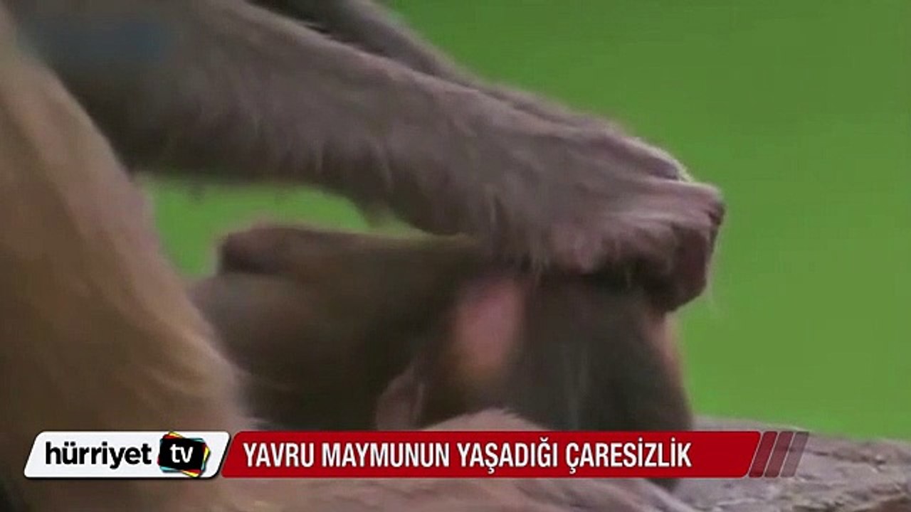Yavru maymunun büyük çaresizliği