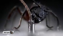 Su içen karıncanın büyüleyici görüntüsü