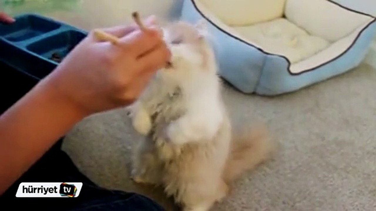 Japon kedi